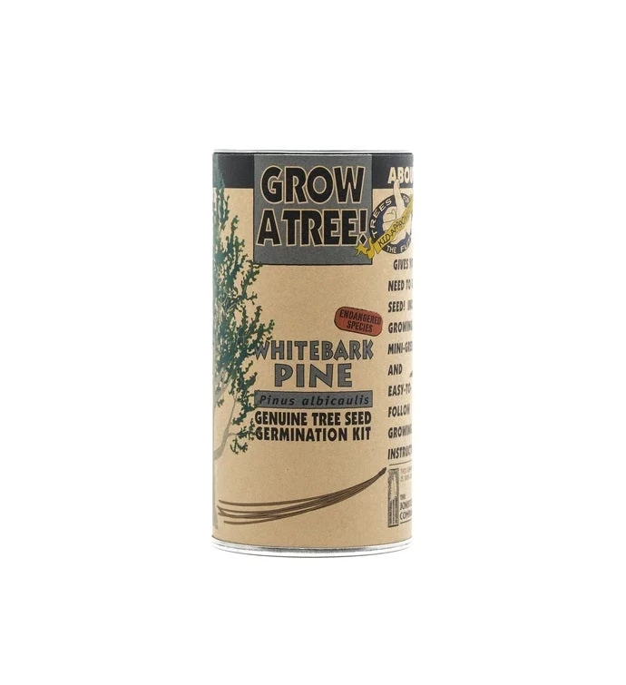 Whitebark Pine Seed Grow Kit 8 Whitebark Pine Seed Grow Kit - Image 6
