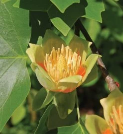 Tulip Poplar Seed Grow Kit 11 Tulip Poplar Seed Grow Kit -Gift Promotion Store mk021657alt view2c