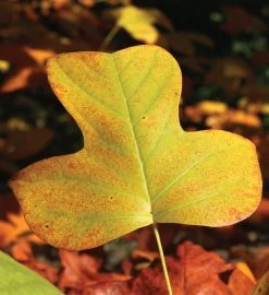 Tulip Poplar Seed Grow Kit 12 Tulip Poplar Seed Grow Kit -Gift Promotion Store mk021657alt view3c