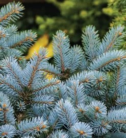 Colorado Blue Spruce Seed Grow Kit 12 Colorado Blue Spruce Seed Grow Kit -Gift Promotion Store mk021659alt view3c