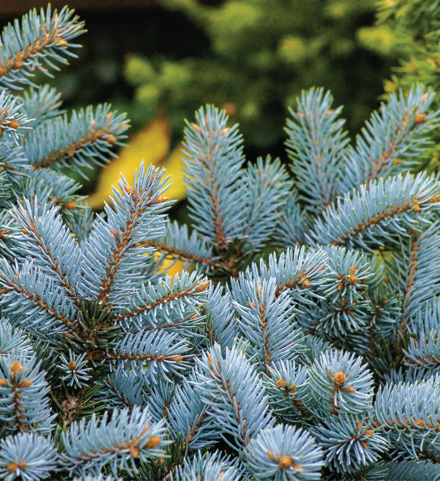 Colorado Blue Spruce Seed Grow Kit 7 Colorado Blue Spruce Seed Grow Kit - Image 5