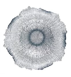 Coral 14" Gilded Glass Centerpiece Bowl -Gift Promotion Store mk022924alt viewc