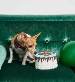Hand Decorated Dog Birthday Cake -Gift Promotion Store mk028180alt view2c