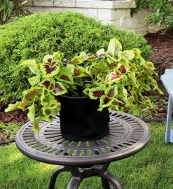 1-pack Garden Grown Bag With Handles - Non-woven Fabric - 2-gallon -Gift Promotion Store mk031287alt viewc