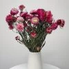 Dried Flower Bouquet - The Daisy -Gift Promotion Store mk033590x