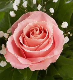 Ultimate Elegance ™ Premium Long Stem Pink Roses -Gift Promotion Store pinkroses altc